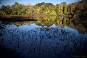 Fresh Pond Reservation 